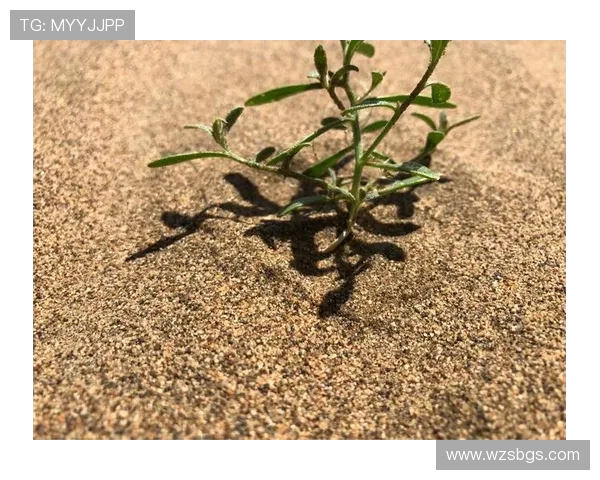 城市赛特别报道：TES战队的崛起与挑战之路全景回顾